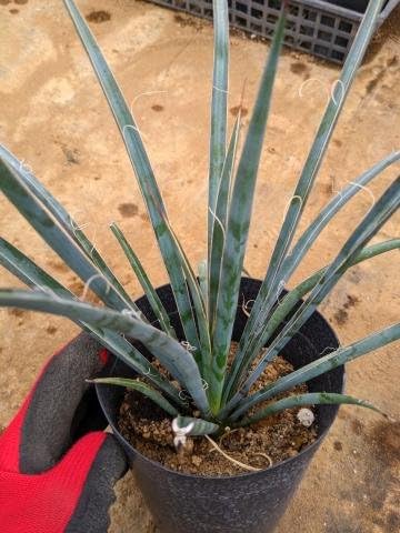 Amazon.co.jp: ユッカ フィリフェラ 5号お任せ 実生苗 Yucca
